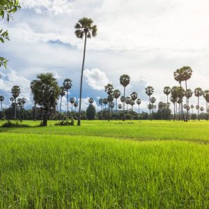 Wildlife Pass Cambodia